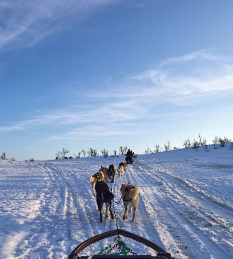 Husky Dog |Sledding in the winter countryside around Tromso, north of the Arctic Circle