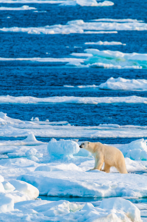 Polar bear in the arctic circle walking along an ice pack in Nordaustlandet, Svalbard, Norway