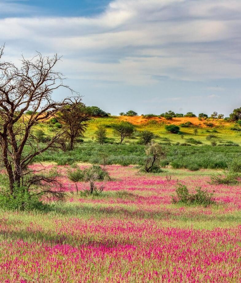 The spectacular wildebeest and zebra calving season in Tanzania and Botswanax27;s Kalahari bursting with new colour after the summer rains.