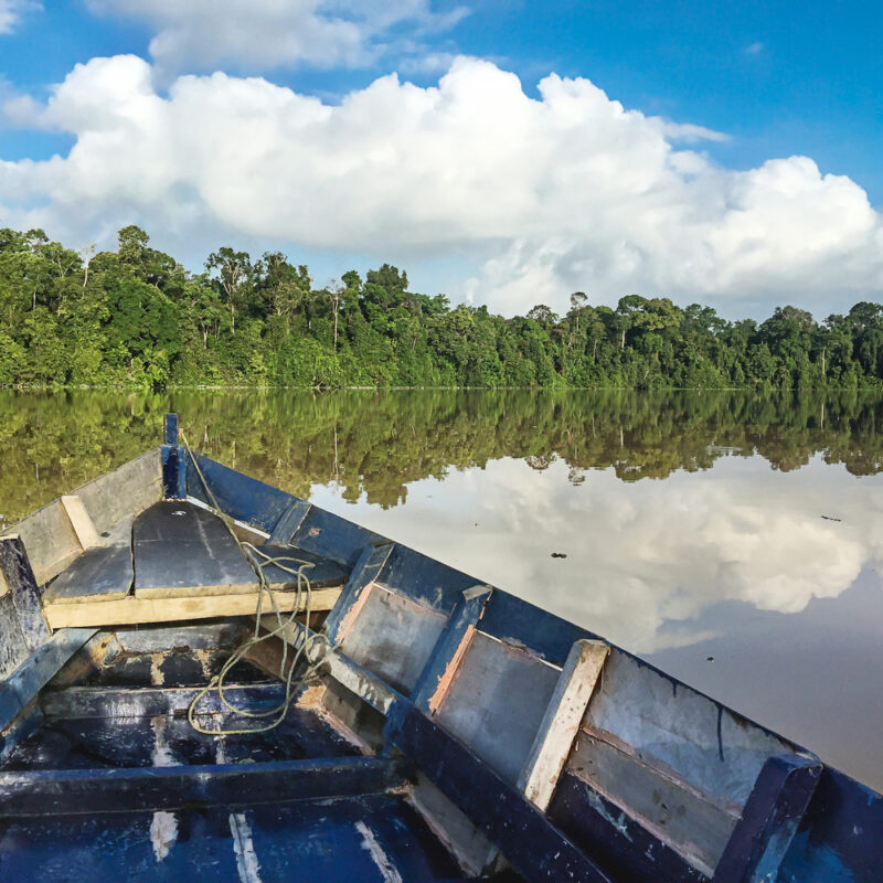 Kinabatangan river rainforest of Borneo