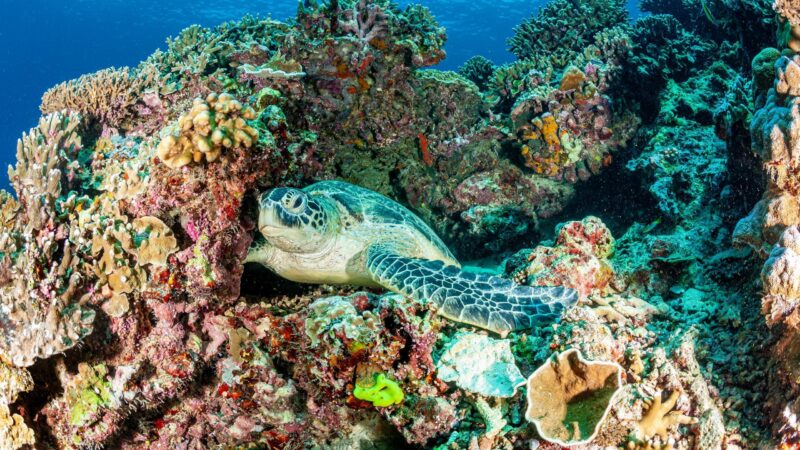 Chelonia marine turtles Borneo Malaysia