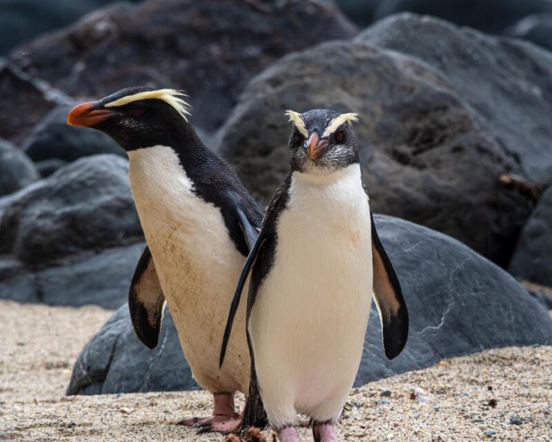 A pair of Fiordland penguins on their way back to the nests in New Zealand