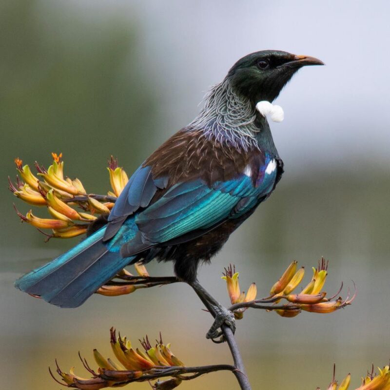 A tui bird perching on a branch in New Zealand