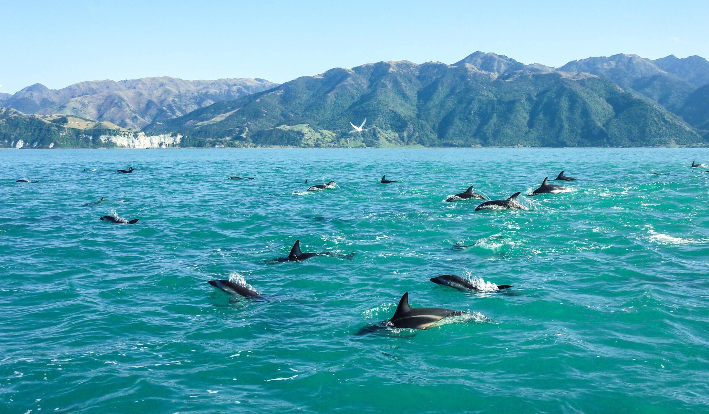 Wild dolphins in the sea off New Zealand's South Island