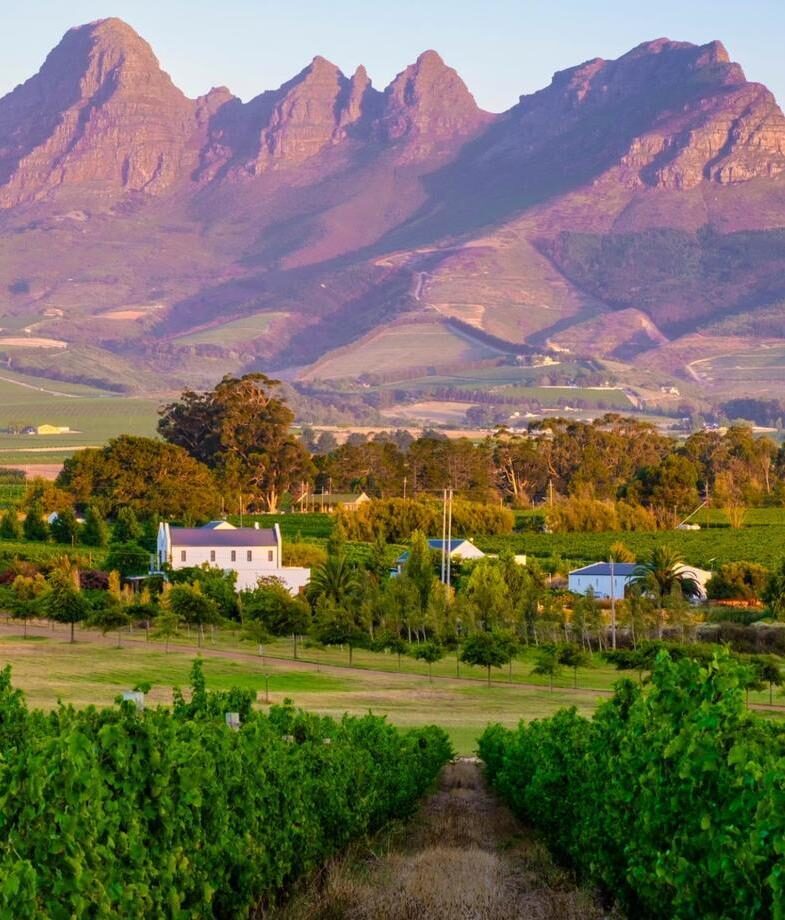 Vineyard landscape at sunset with mountains in Stellenbosch, near Cape Town, South Africa.