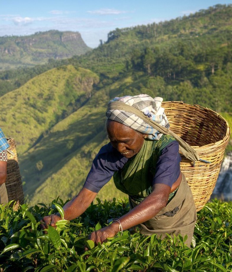 The Glacier Express crossing a mountain bridge in the Swiss Alps with the Matterhorn rising in the distance, and a woman picking tea leaves by hand in Sri Lanka’s highland plantations along the Pekoe Trail.