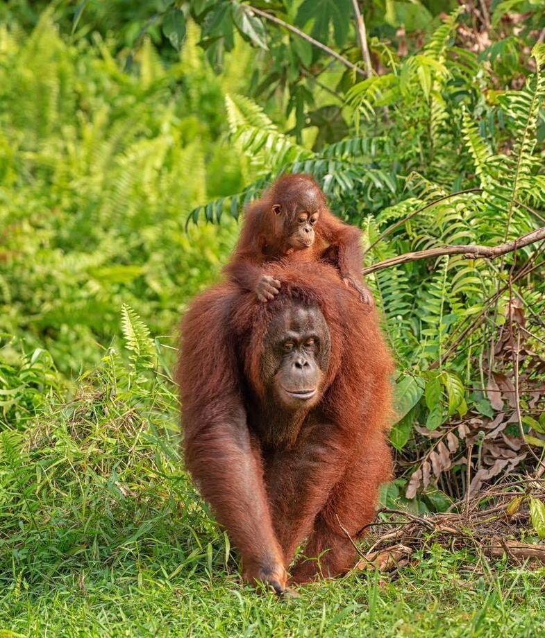 Sunlit vineyards and rolling hills in Tuscany’s Val d’Orcia valley and a Bornean orangutan carrying her baby through the lush rainforest of Borneo.