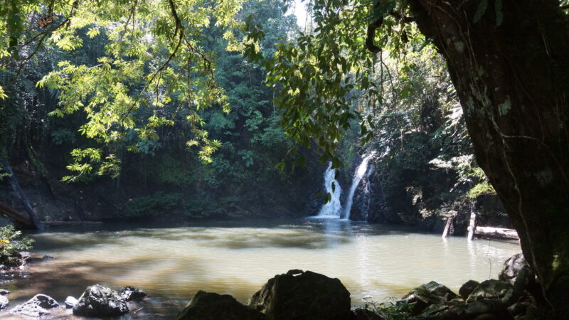 Morning misty in Tabin Wildlife Reserve