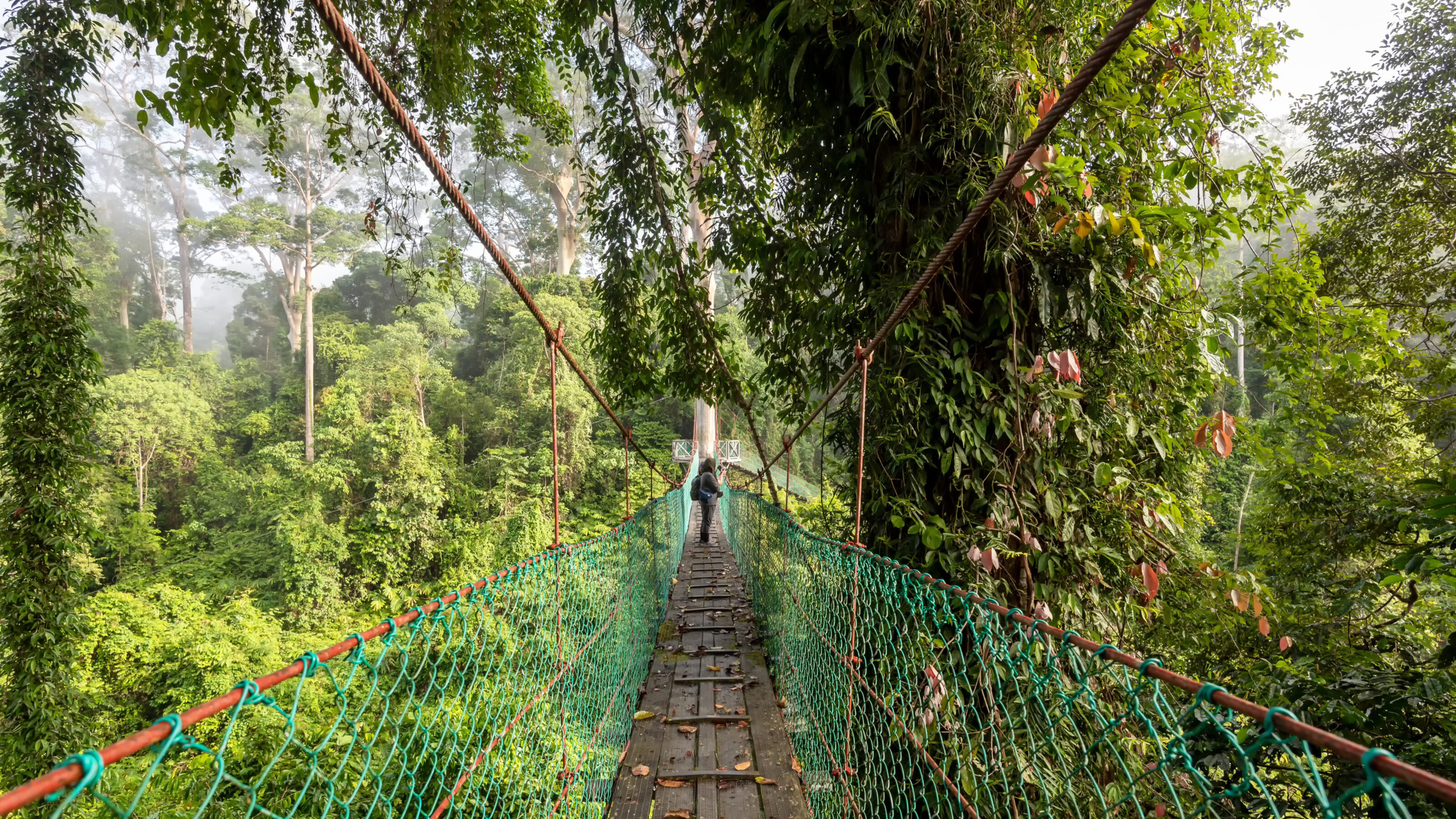 Suspension bridge at treetop canopy walkway in Danum Valley primary jungle Lahad Datu Sabah Borneo Malaysia