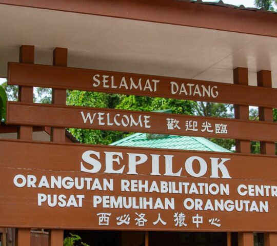 The Orangutan Rehabilitation Centre in Sepilok