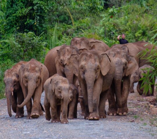 The Bornean pygmy elephant, among the island’s Big Five