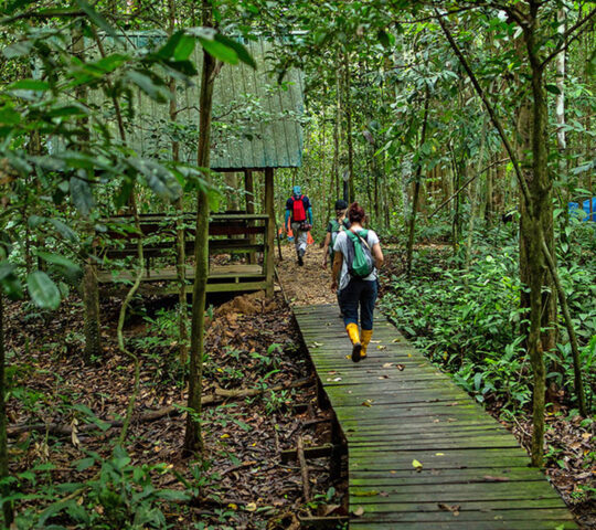 Replanting native trees with local experts along the Kinabatangan River