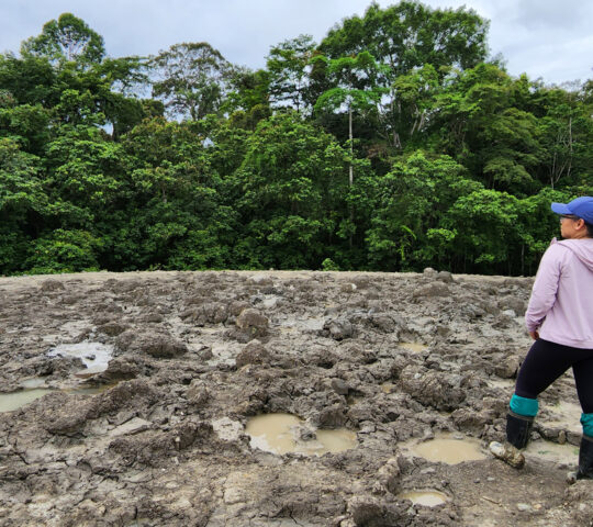 The mineral-rich Lipad Mud Volcano in Tabin Wildlife Reserve