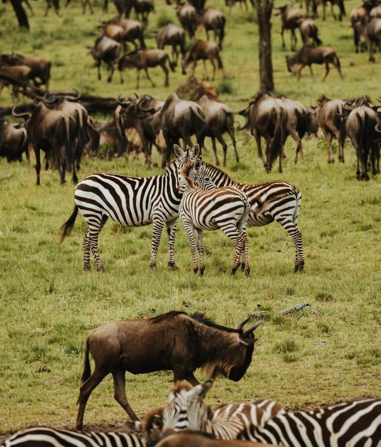 The spectacular wildebeest and zebra calving season in Tanzania and Botswanax27;s Kalahari bursting with new colour after the summer rains.