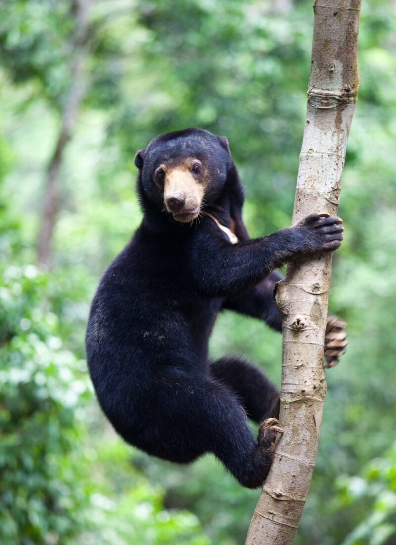 Sun bear, Helarctos malayanus, the smallest bear in the world, the sun bear native to the rainforests of South east Asia, a very talented tree climber.