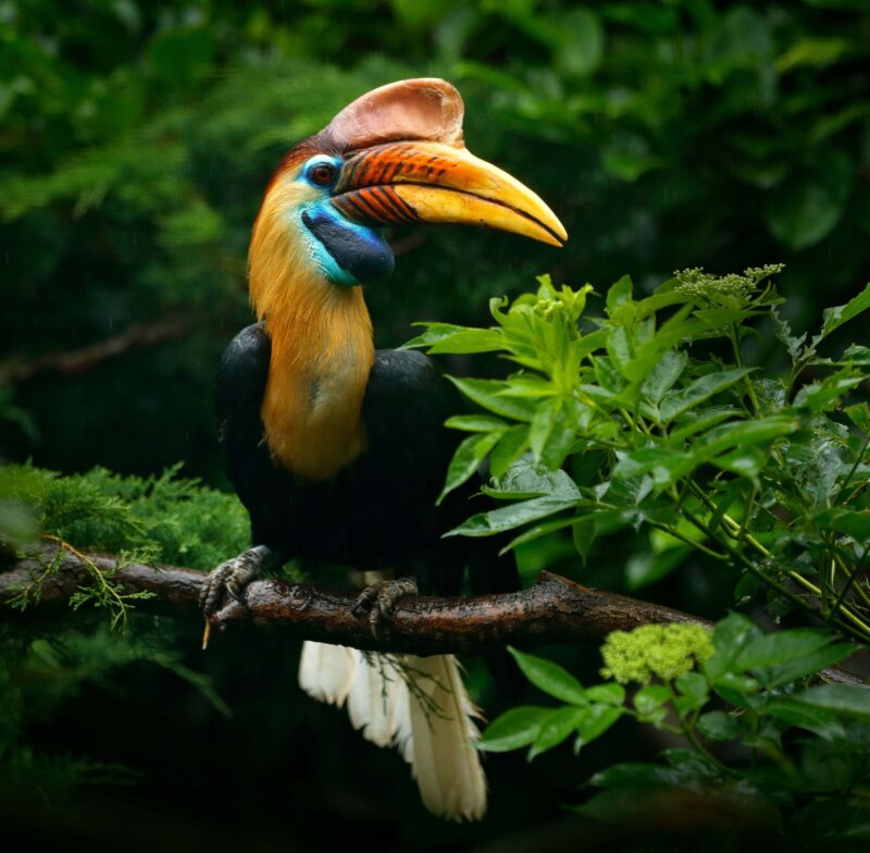 Keywords: animal;asia;background;beak;beautiful;beauty;big;bill;bird;black;borneo;bright;colorful;creature;fauna;feather;female;forest;great;head;hole;horn;hornbill;indonesia;jungle;life;malaysia;male;nature;nest;orange;outdoor;pied;plumage;rainforest;red;sumatra;tangoko;thailand;tourism;travel;tree;tropic;tropical;white;wild;wildlife;yellow;zoo