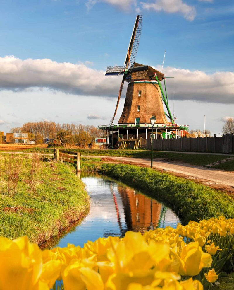 Traditional Dutch windmill with tulips in Zaanse Schans, Amsterd
