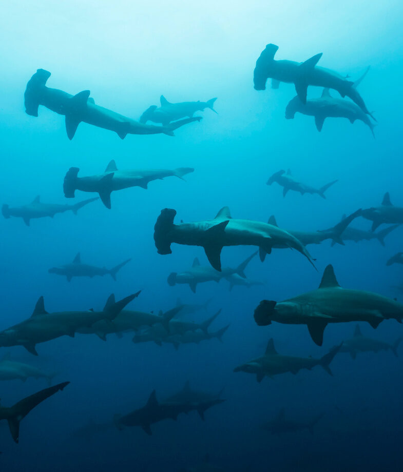 A school of scalloped hammerhead sharks gliding through the deep blue waters off Darwin and Wolf Islands and a Galapagos sea lion resting on volcanic sands beneath the rugged coastal cliffs.