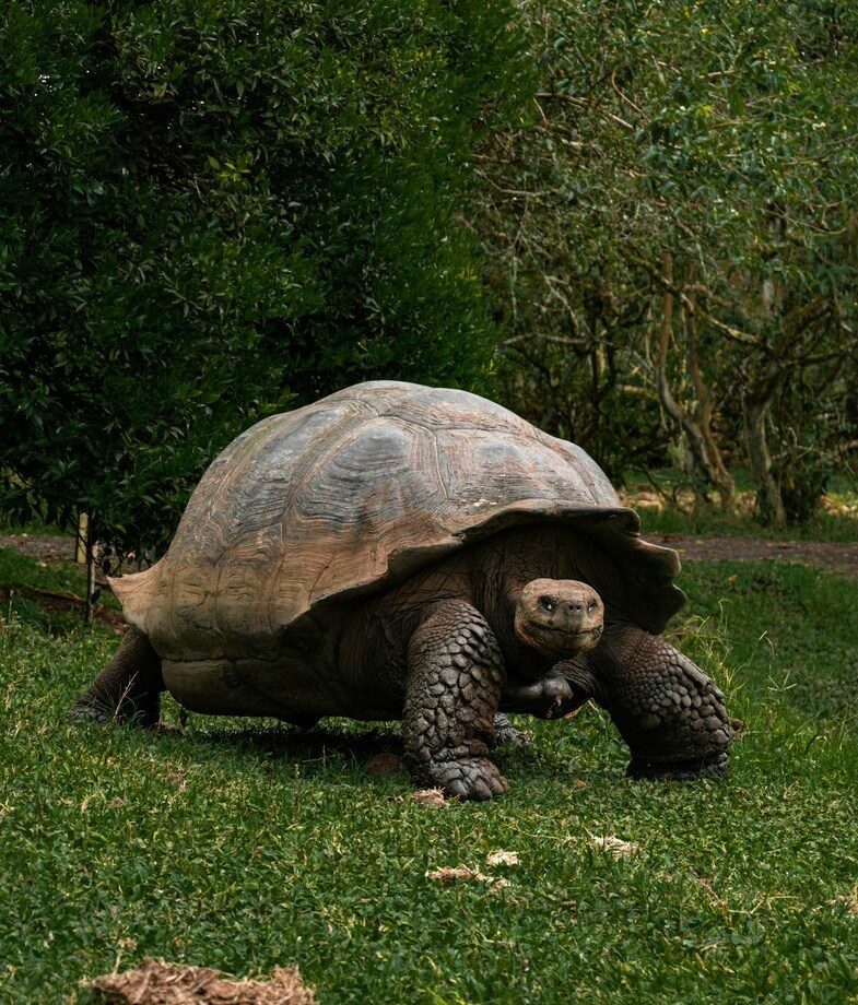 A Galapagos giant tortoise roaming the lush highlands of Santa Cruz Island