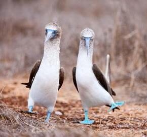 Blue footed booby mating dance