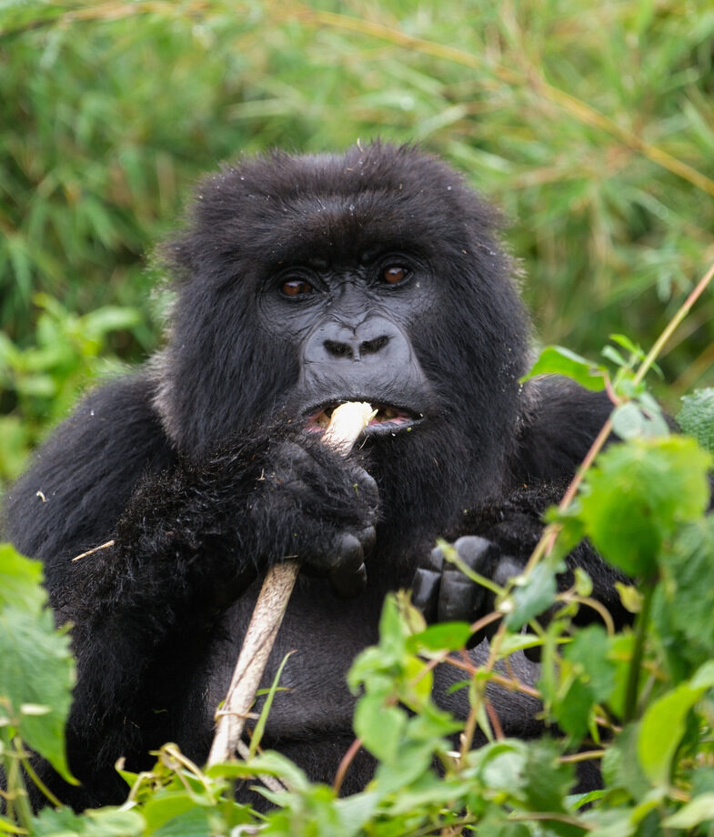 Trek through thick jungle to find gorillas, or feel the freedom of sliding down towering sand dunes