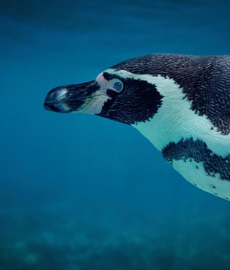 Kayak beneath rugged cliffs and share the sea with speedy little Galápagos penguins.