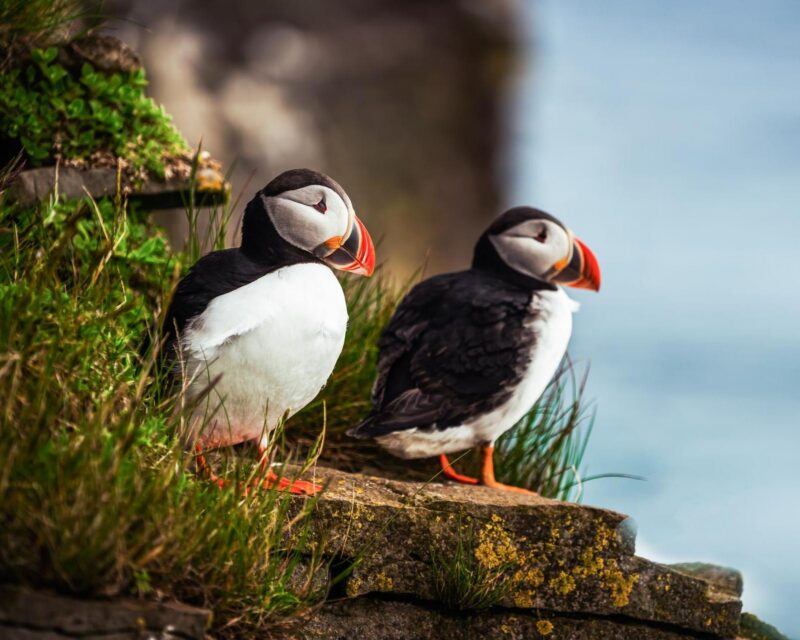 Luxury European Tours - Two Wild Atlantic puffins on the coast of Ireland