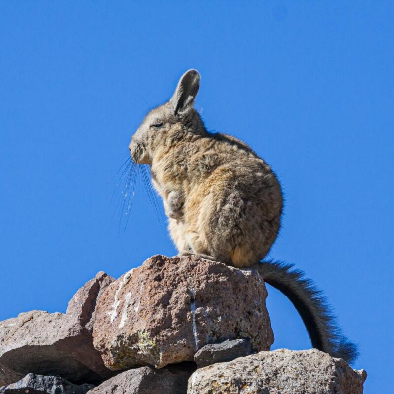 AdobeStock_eXkvsv.jpg Adobestock, Amerika, Chili, Chinchillidae, Cuvierhaasmuis, Dier, Knaagdier, Lagidium viscacia, Southern Viscacha, Vizcacha, Wolmuis, Zoogdier, Zuid-Amerika, Zuidelijke Viscacha Uyuni salt flats