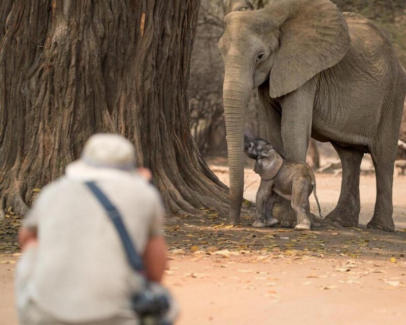 On a safari in Africa: tourist from behind on a safari walk in open space is photographing elephants, mother and calf in background of dry forest of ManaPools, Zimbabwe.