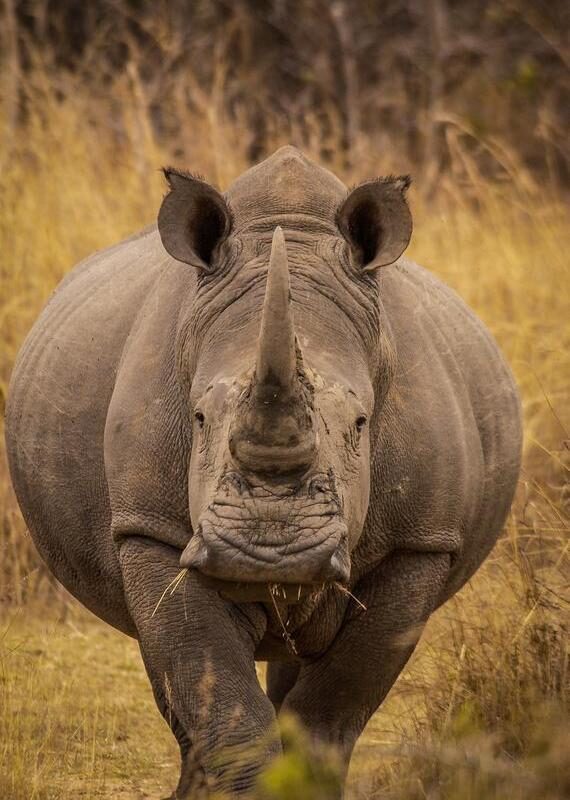 White rhinos of Matopos National Park