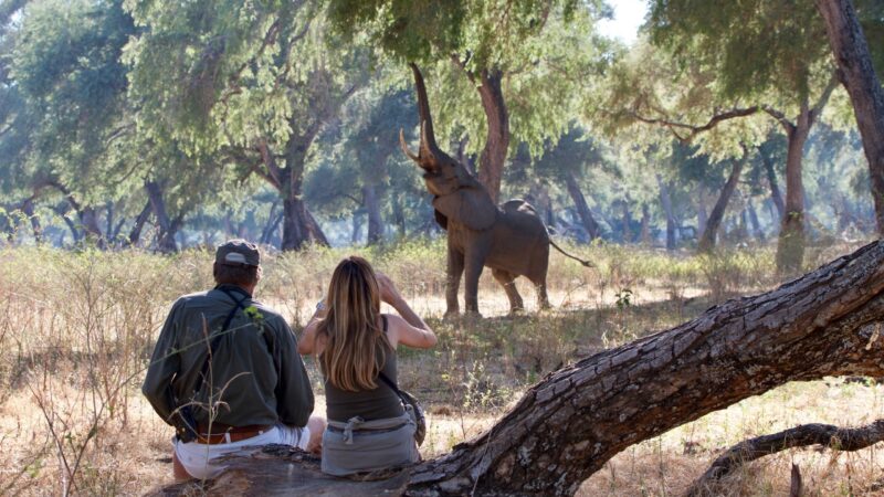 Bull elephant trying to reach fruits on the tree with a blonde girl tourist and armed ranger observing, Mana Pools National Park, Zimbabwe