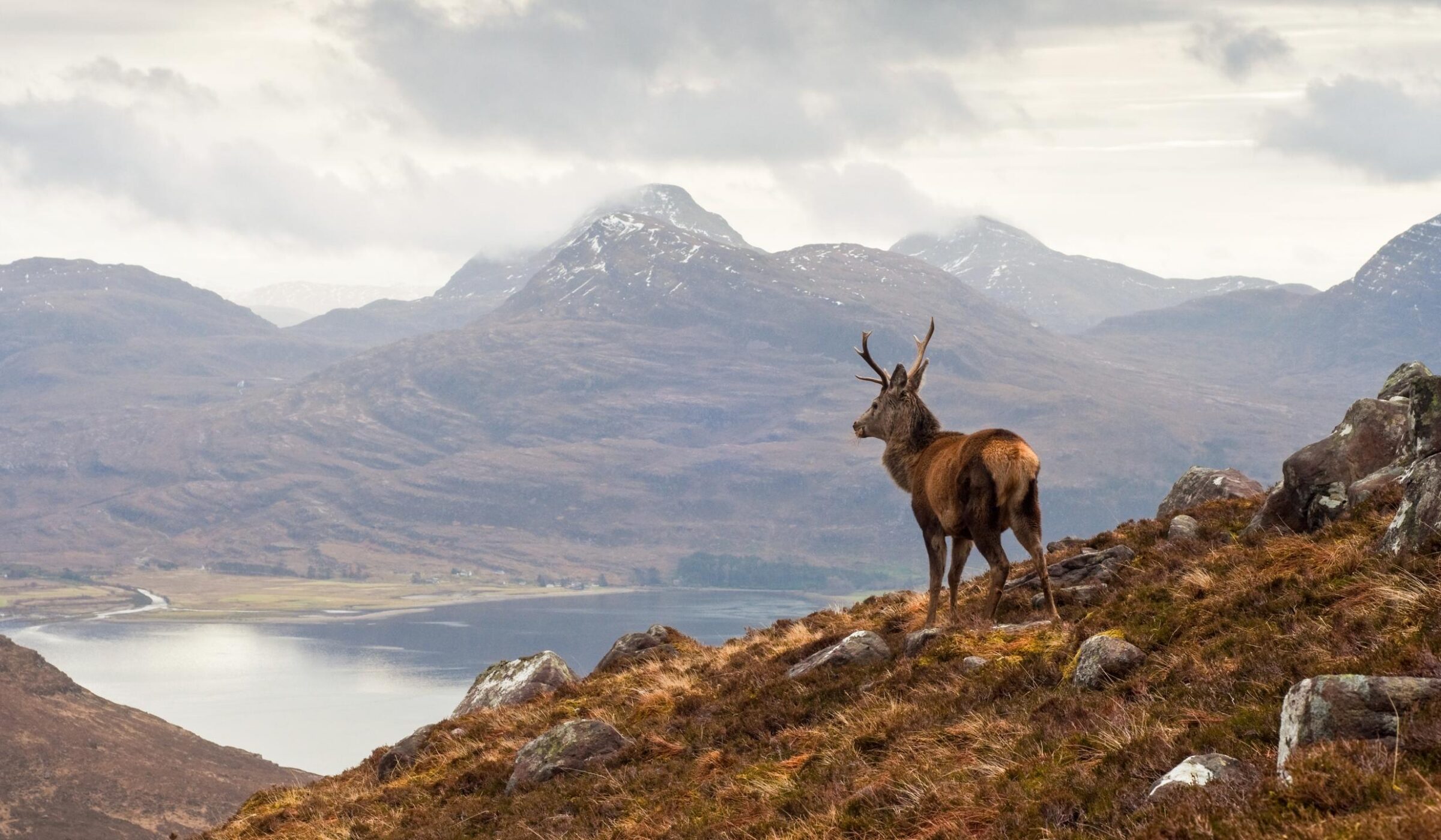 Wild stag Torridon