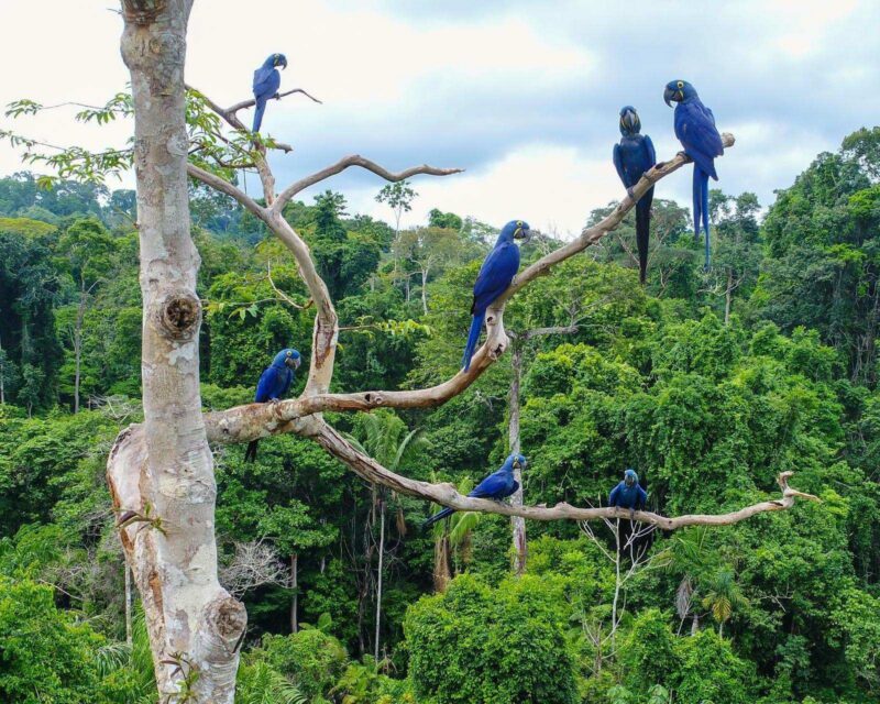 Aerial photo taken with a drone of a group of hyacinth macaw (Anodorhynchus hyacinthinus) in the canopy of a tree in an area of Brazilian Amazon forest. Brazilian Amazon