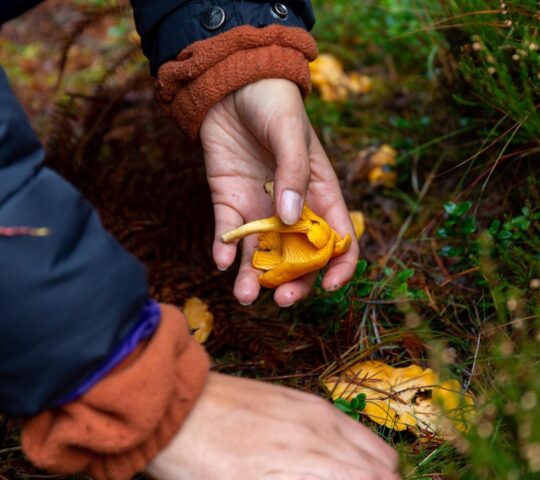 Foraging for wild foods with a local ghillie in the Scottish woods