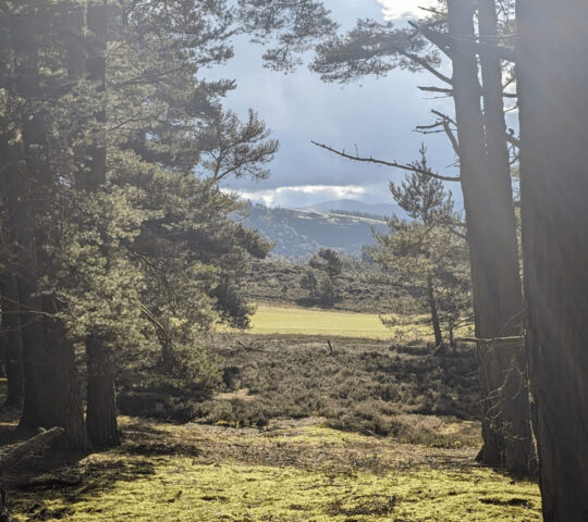 Remote sound healing in a peaceful forest