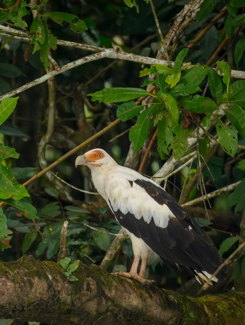 Image Number 10109391E. Palm-nut vulture (Gypohierax angolensis). Odzala-Kokoua National Park. Cuvette-Ouest Region. Republic of the Congo (Congo Brazzaville).