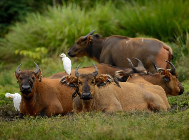 African forest buffalo (Syncerus caffer nanus), yellow-billed oxpeckers (Buphagus africanus) and cattle egret (Bubulcus ibis) in Lango Bai. Odzala-Kokoua National Park. Cuvette-Ouest Region. Republic of the Congo