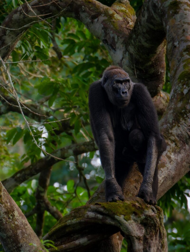 Western lowland gorilla (Gorilla gorilla gorilla) in tree. Odzala-Kokoua National Park. Cuvette-Ouest Region. Republic of the Congo (Congo Brazzaville).