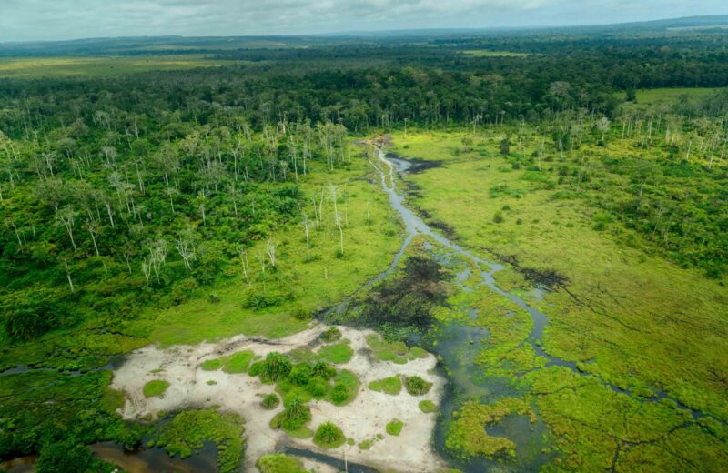Lango Bai. Odzala-Kokoua National Park. Cuvette-Ouest Region. Republic of the Congo