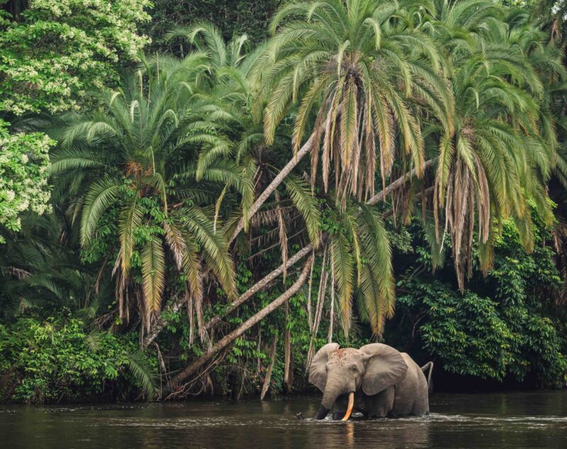 African forest elephant (Loxodonta cyclotis) and the Lekoli River. Odzala-Kokoua National Park. Cuvette-Ouest Region. Republic of the Congo