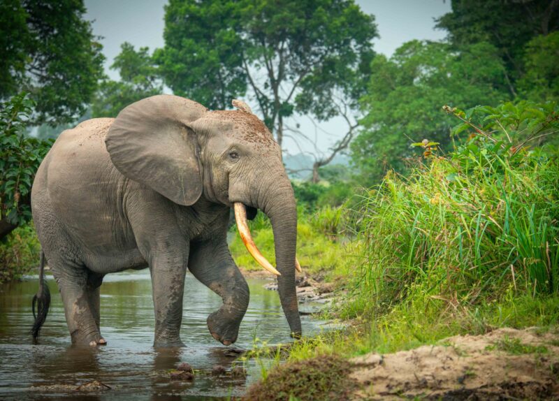 African forest elephant (Loxodonta cyclotis) and the Lekoli River. Odzala-Kokoua National Park. Cuvette-Ouest Region. Republic of the Congo