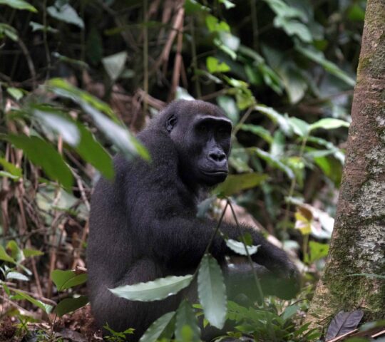 See western lowland gorillas in the wild