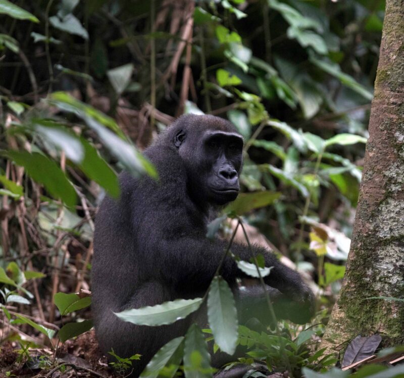 Western lowland gorilla. Odzala-Kokoua National Park, Republic of the Congo.
