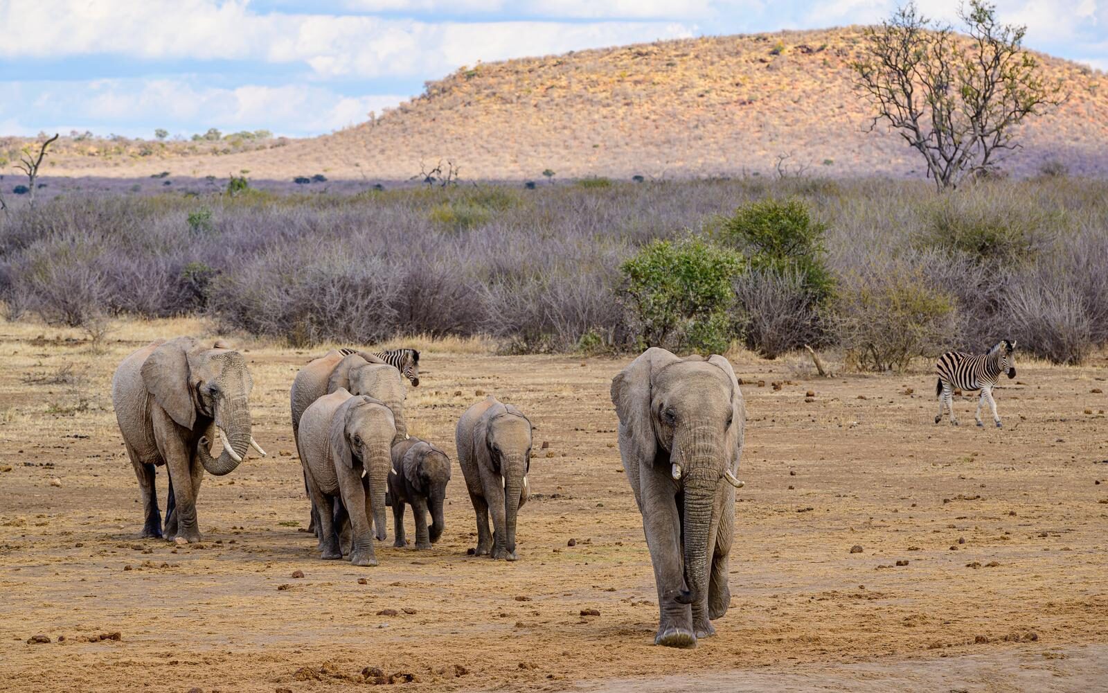 A family of elephants and zebras crossing the open plains of Madikwe Game Reserve.