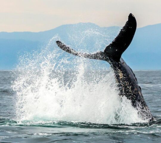Go whale watching along Mexico's Pacific Coast