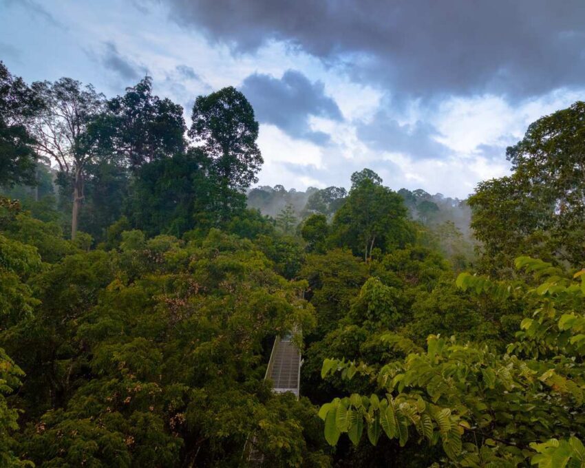 Take a walk in the trees