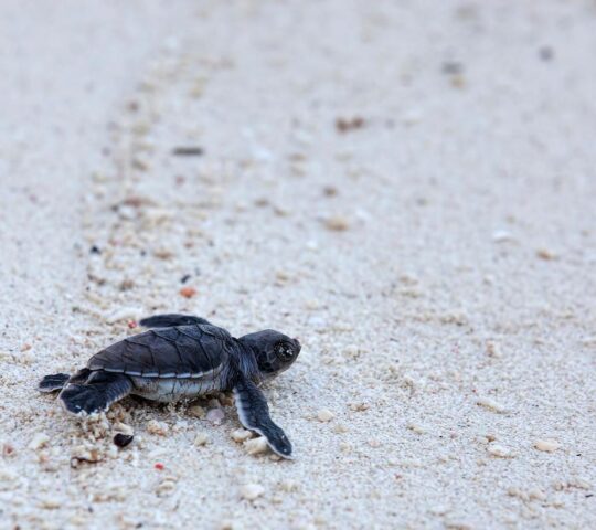 Watch baby turtles hatch on Lankayan Island