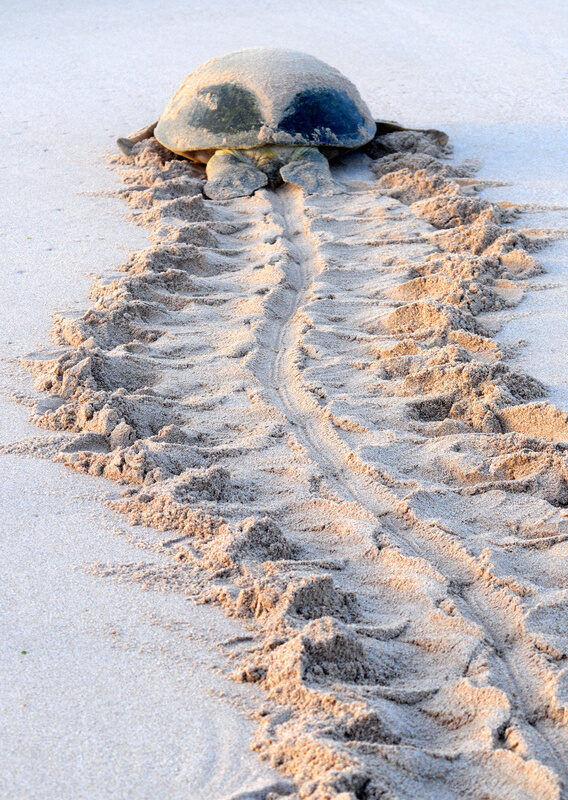 green turtle trail Ras al Jinz Oman