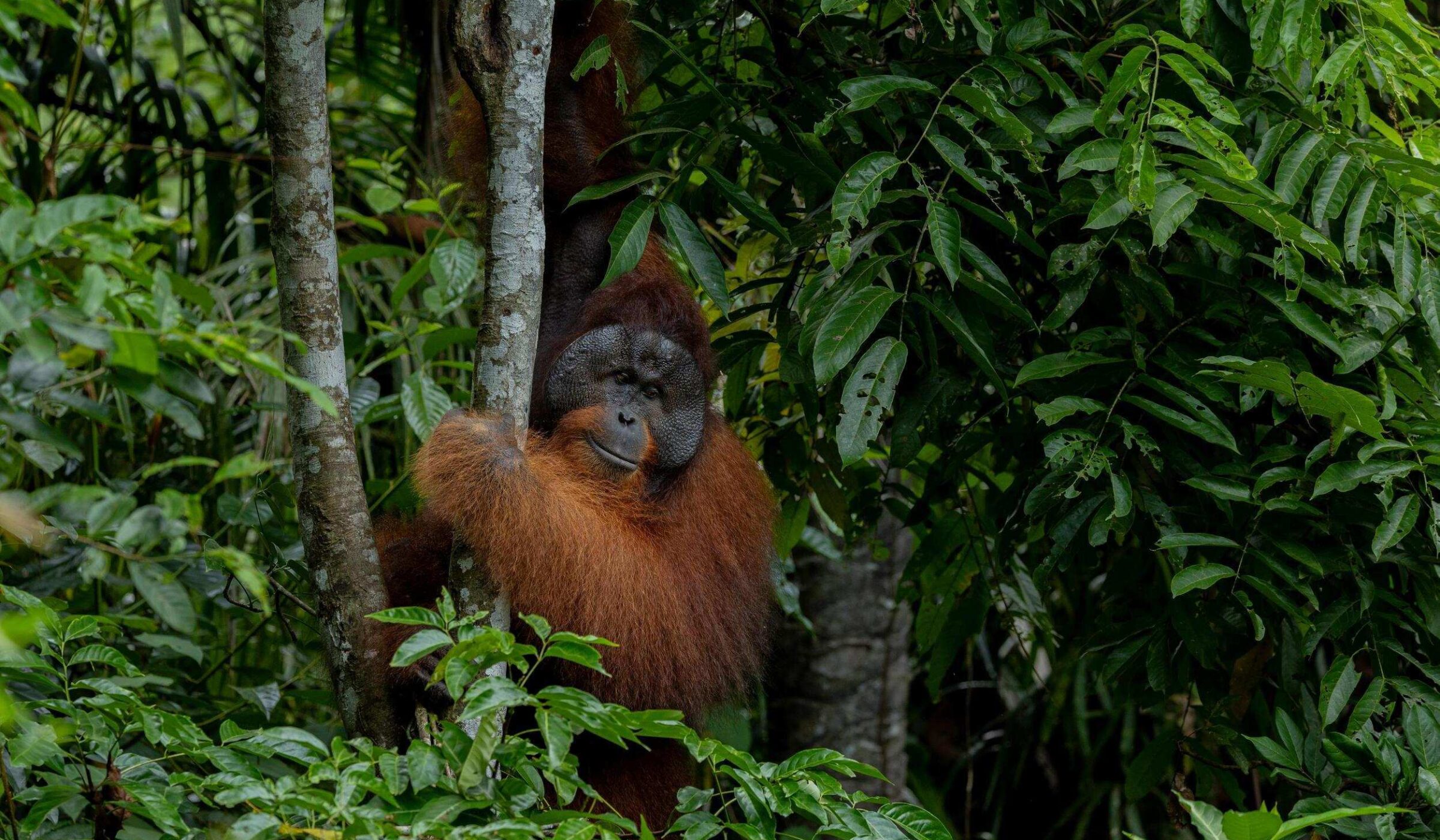 Exploring Sepilok