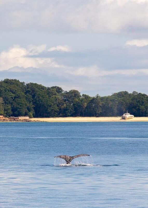 Humpback Whale in Contadora Island, Pearl Islands, Panamá